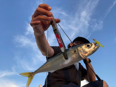 湾奥ライトゲーム！