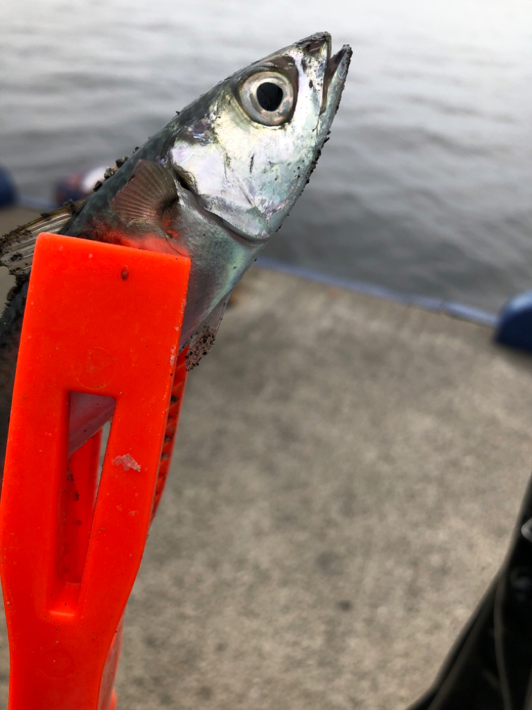 サヨリ難しい…