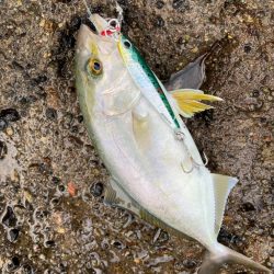 カンパチ（ネリゴ）をゲット！