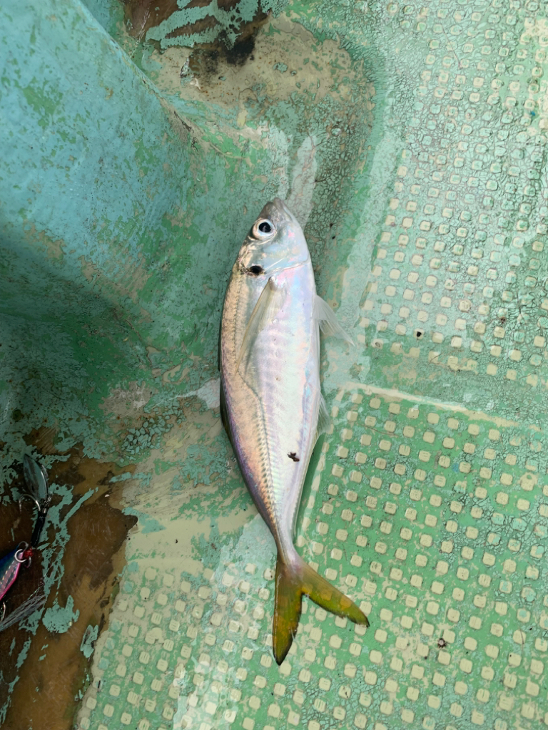 アジ釣るのは苦手です。