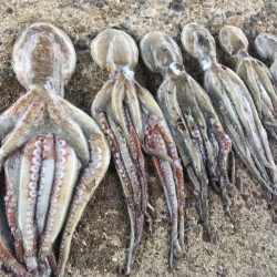 【タコフィネス】1.3kgを頭に3.4kg…