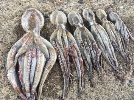 【タコフィネス】1.3kgを頭に3.4kg…