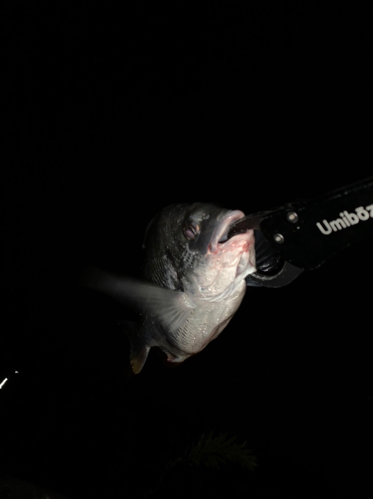 チヌハンターパート29