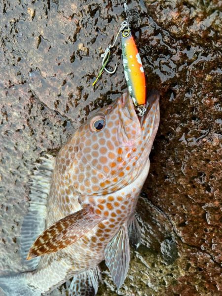 久しぶりの地磯でロックフィッシュゲーム