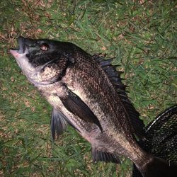 ついにチヌの年無しに出会えた！