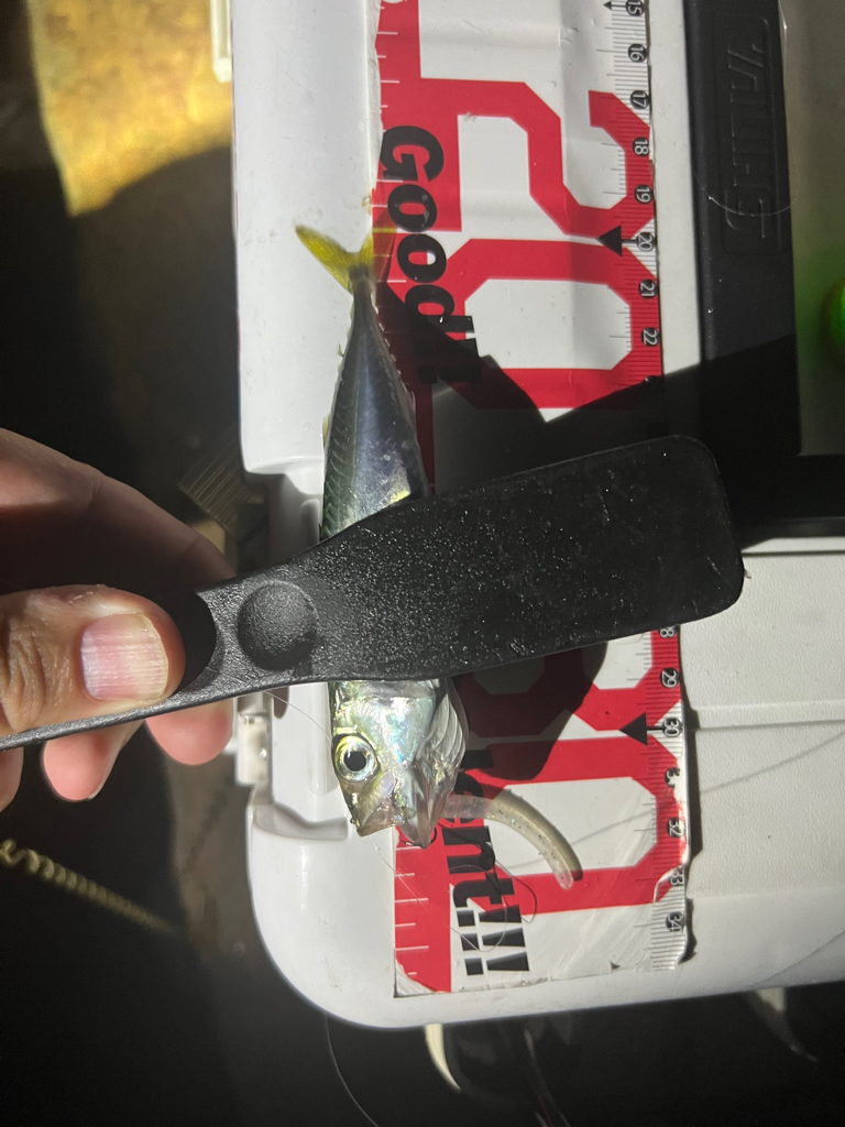 アジはどこに行った!