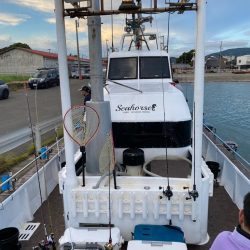 和歌山イカメタル