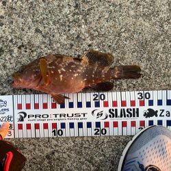 狙いの魚がヒット！