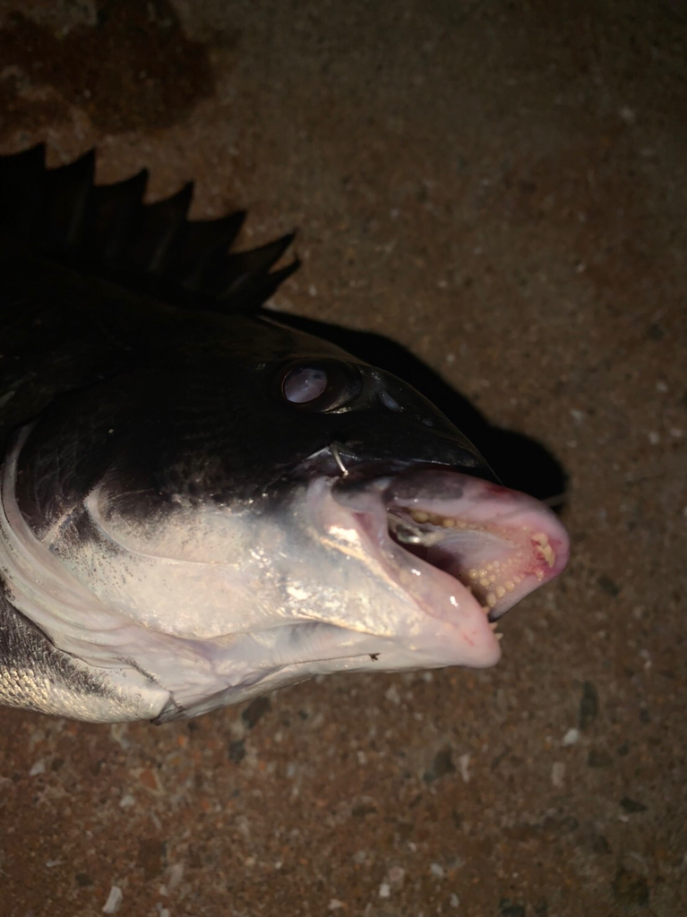 南紀のモンスターハンターに挑戦!