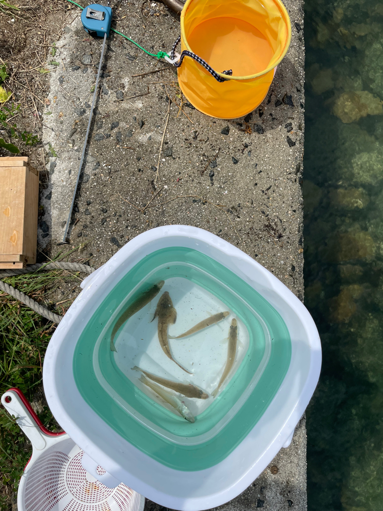 釣り方定まらず。