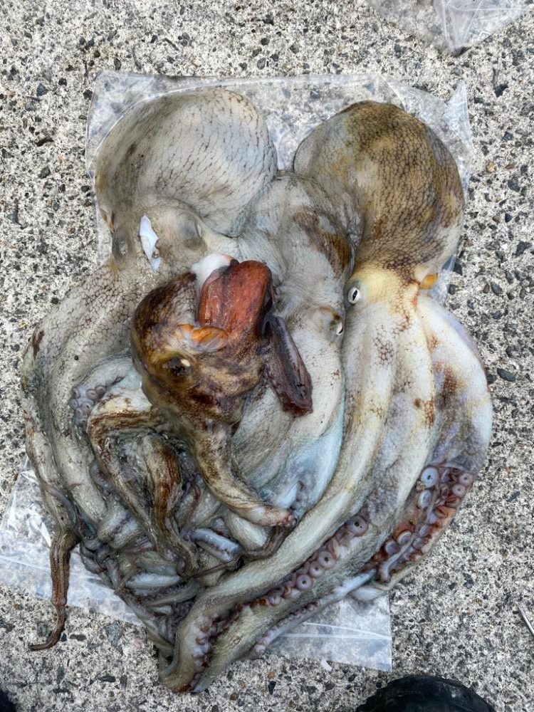 タコリベンジ大成功