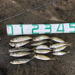 2022 佐渡ヶ島ライトゲーム&エギング