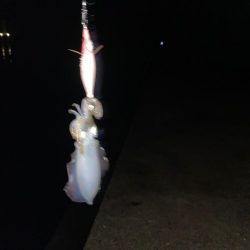 ナイトエギング