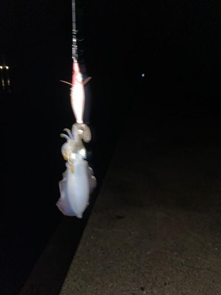 ナイトエギング