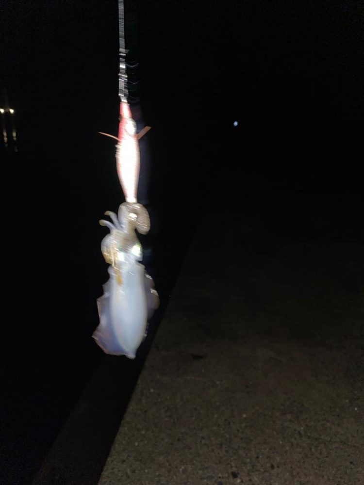 ナイトエギング