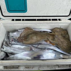 今シーズン初の船太刀魚　純栄丸