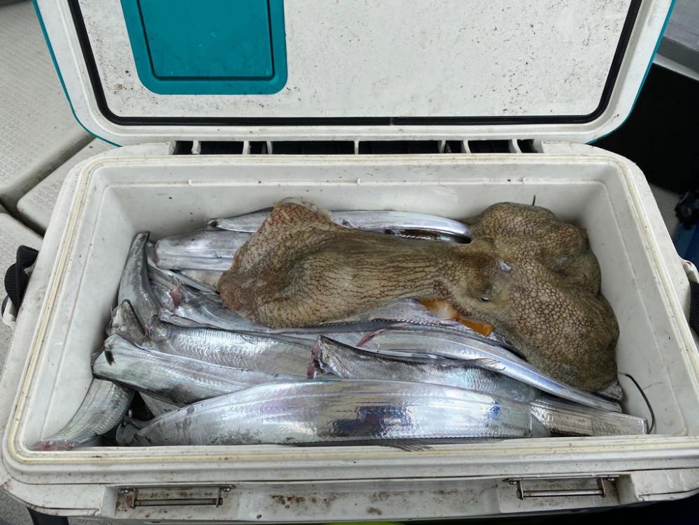 今シーズン初の船太刀魚 純栄丸