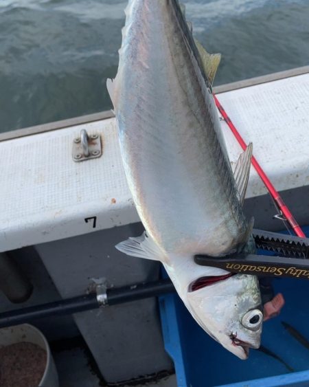 初めての乗合アジ便