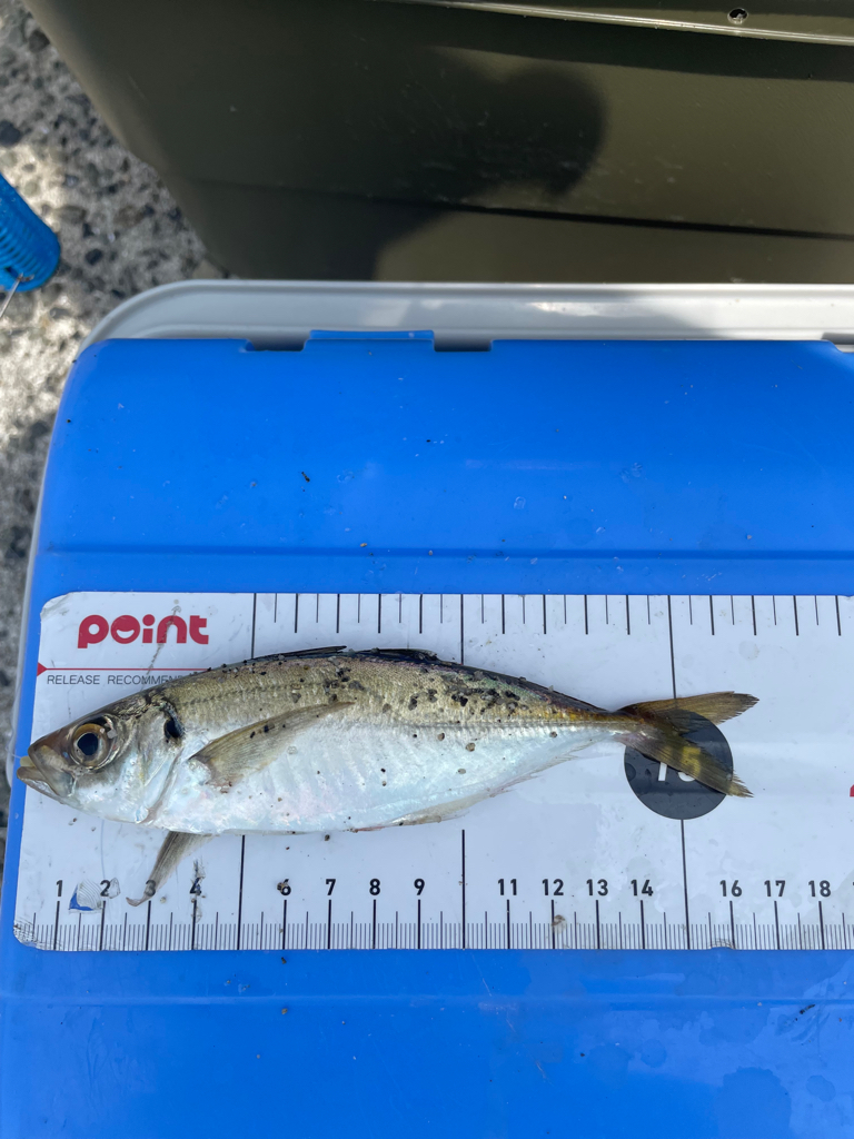 ぼちぼちサイズUP