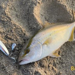 カマスフィーバー♪