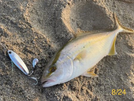 カマスフィーバー♪