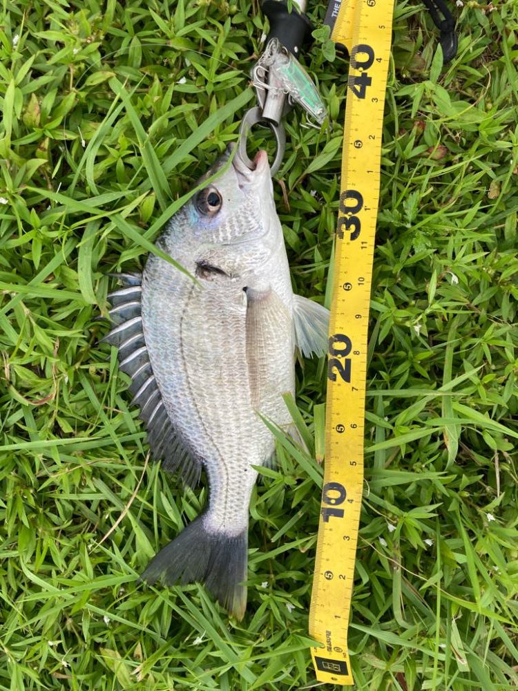 サーフ五目釣り