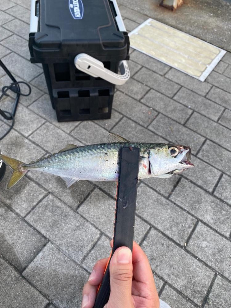 シーサイドコスモ　ジグサビキ