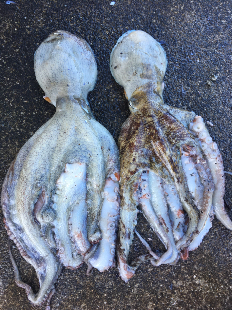 【タコフィネス】 キロ弱2杯