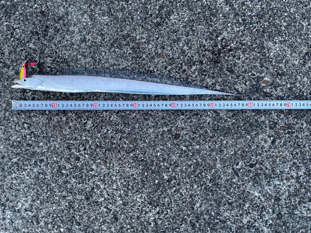 太刀魚1匹でも嬉しい