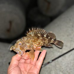 久々アコウ狙いに