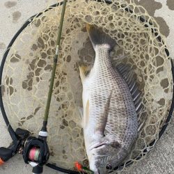 ベイトチヌトップ