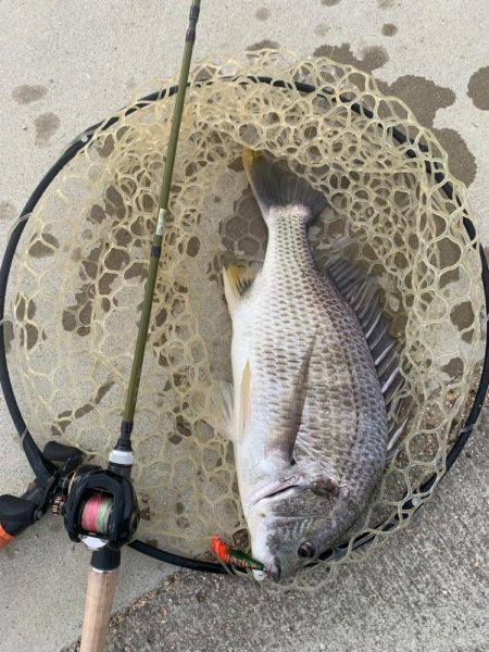 ベイトチヌトップ