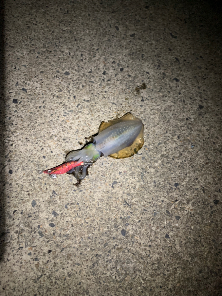 久しぶりの日本海釣行