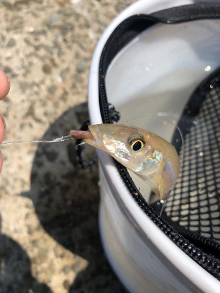 がまかつ公式投稿その1 泉南キス調査