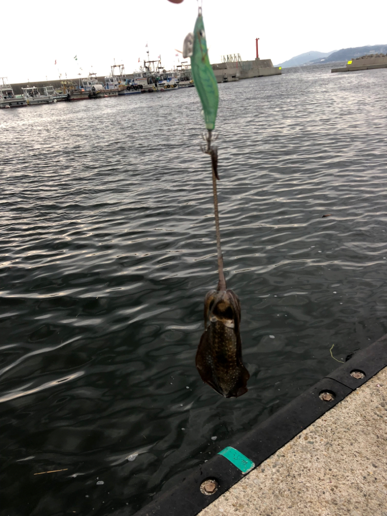 【兵庫】新子調査