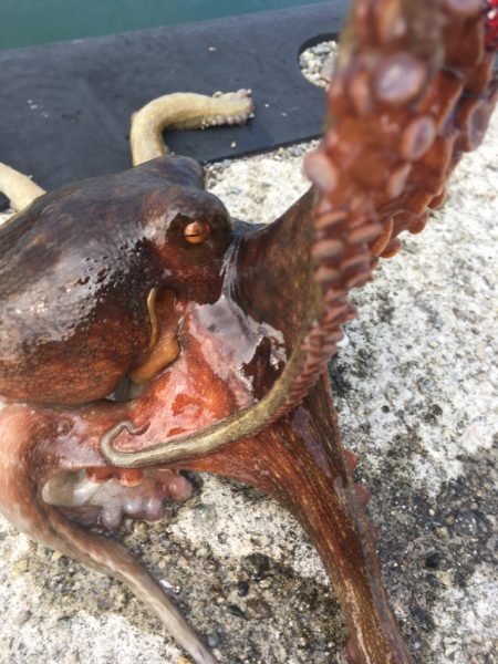 【タコフィネス】600g1杯