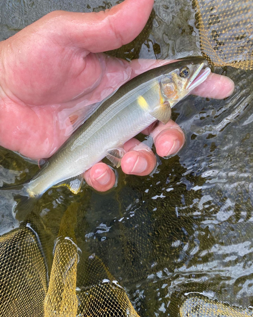 有田川鮎釣り釣行