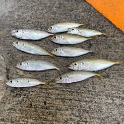 豆アジはたくさん釣れるけど、、、