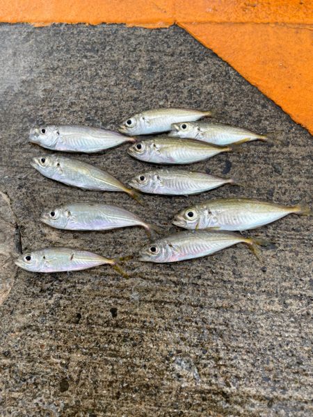 豆アジはたくさん釣れるけど、、、