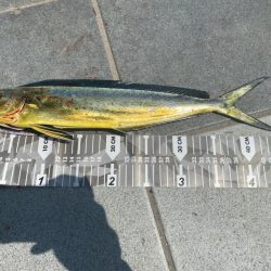 和歌山シイラ釣り