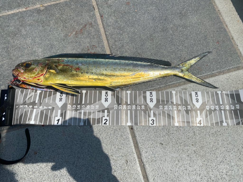 和歌山シイラ釣り