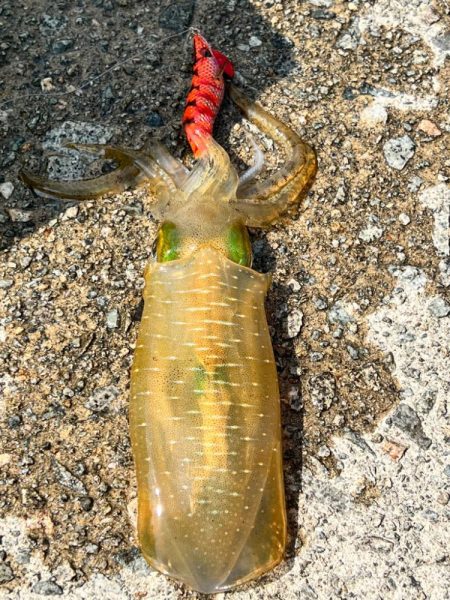 日本海遠征！！