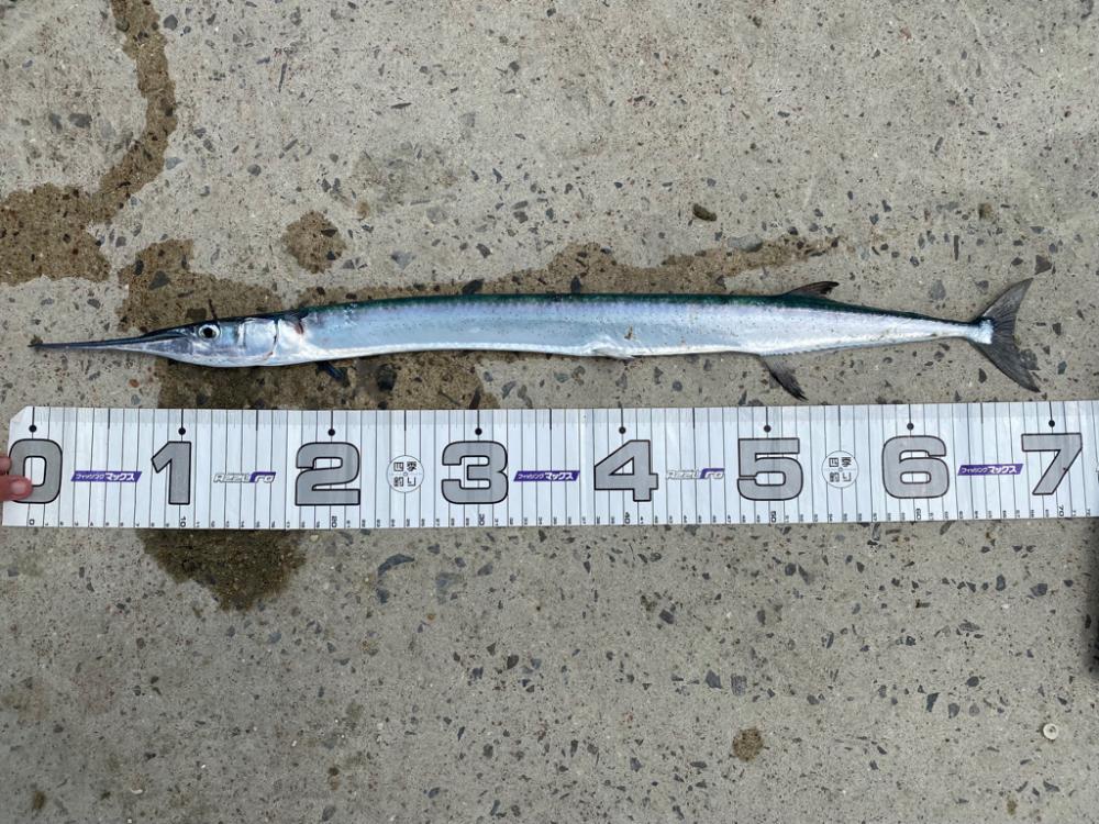 タチウオ不発の代わりが、、、