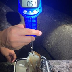 久しぶりのエギング