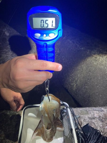 久しぶりのエギング