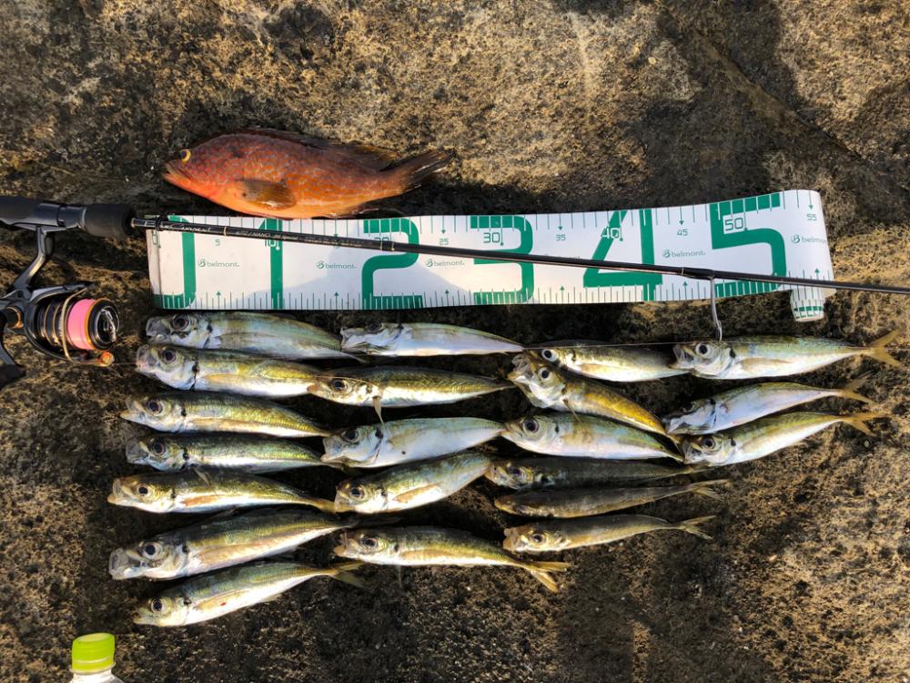 2022 佐渡ヶ島ライトゲーム