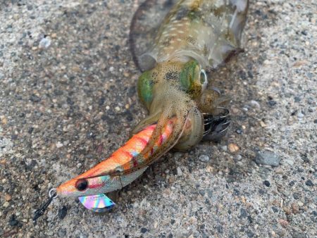 念願のシーズンイン！！