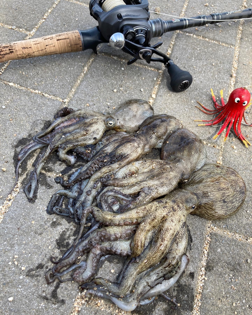 湾奥コスモ蛸。まだ何とか4杯。。。