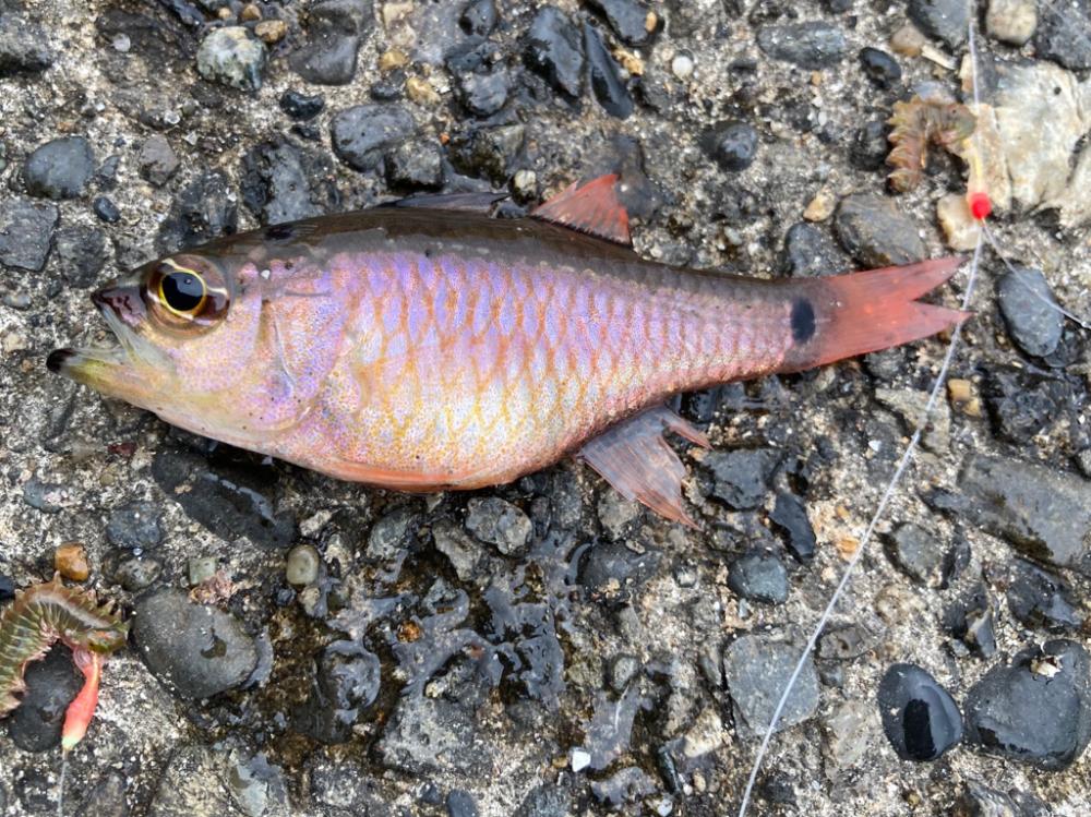 カサゴかと思ったら!?