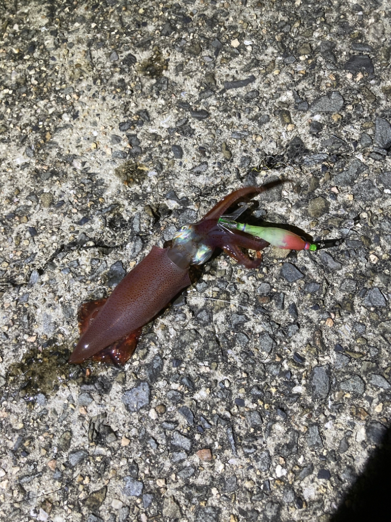 今期初ケンサキ